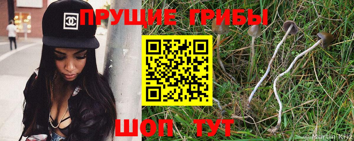 Псилоцибиновые грибы Psilocybe Белгород